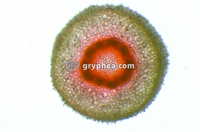 Tige Cyclamen après traitement à l'éosine CT x5 - gryphea.org